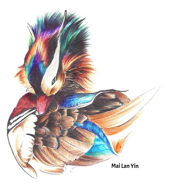 Ballpoint pen drawing of a mandarin duck