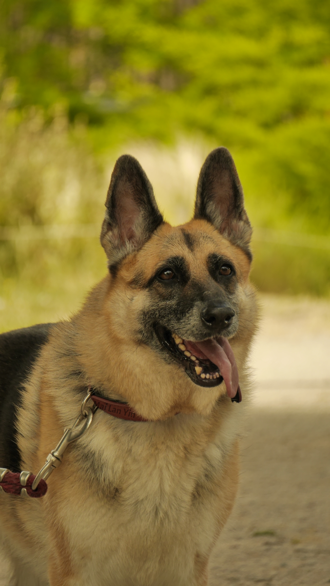 Photo portrait of a female German shepherd
