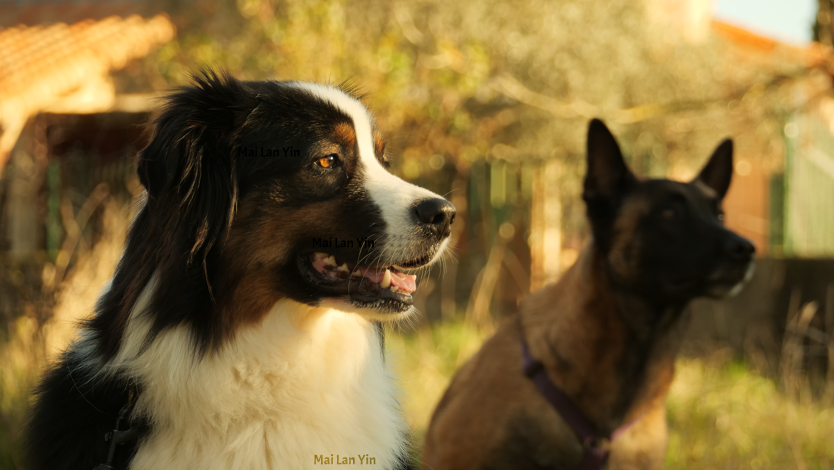 Photo portrait of an Australian shepherd dog with a Malinois in the background
