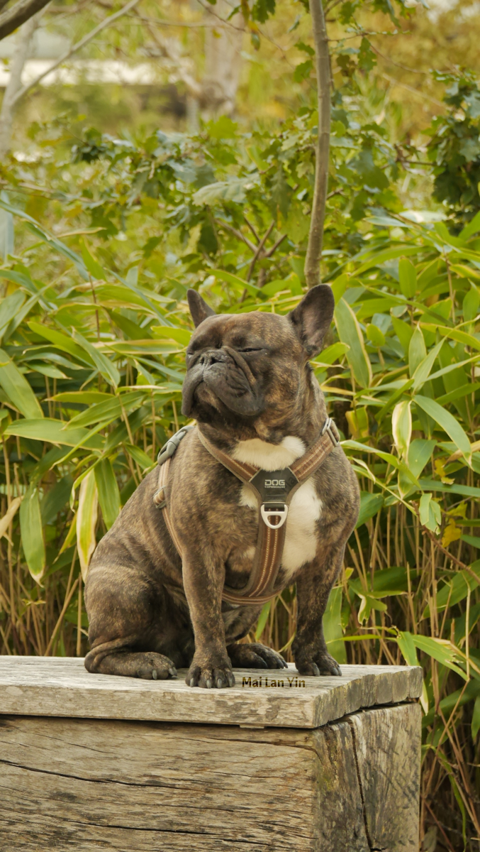 Photo of a brindle French bulldog on a bench with eyes closed