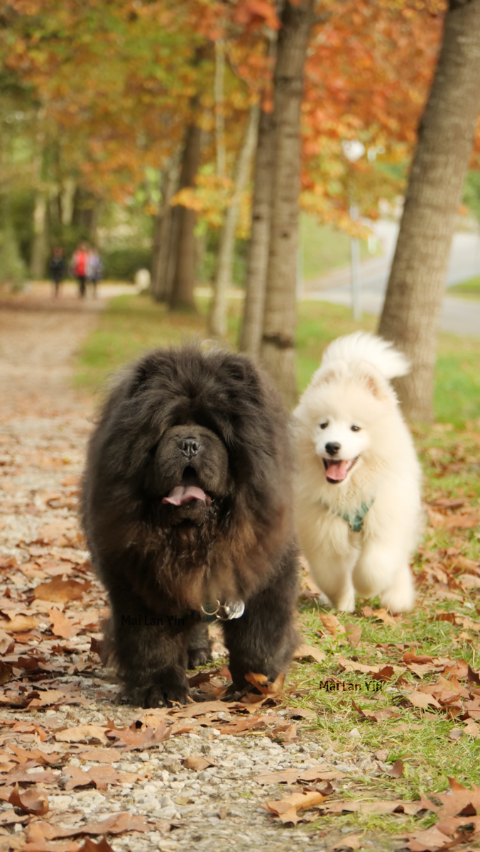 Photo of a female Chow Chow and a Samoyed puppy running toward the camera