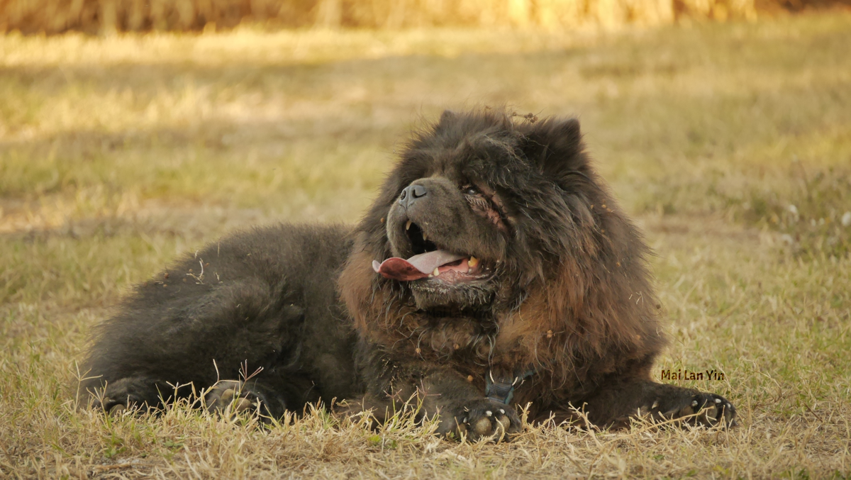 Photo of a female Chow Chow lying in the grass