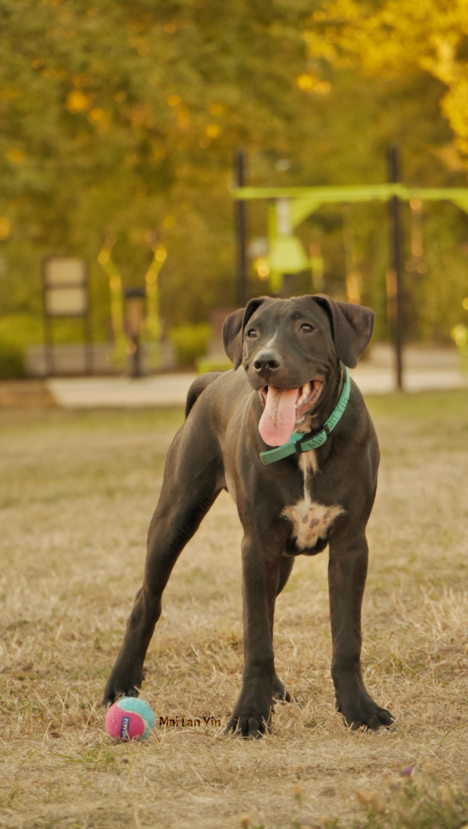 Photo of a mixed-breed dog standing next to a ball