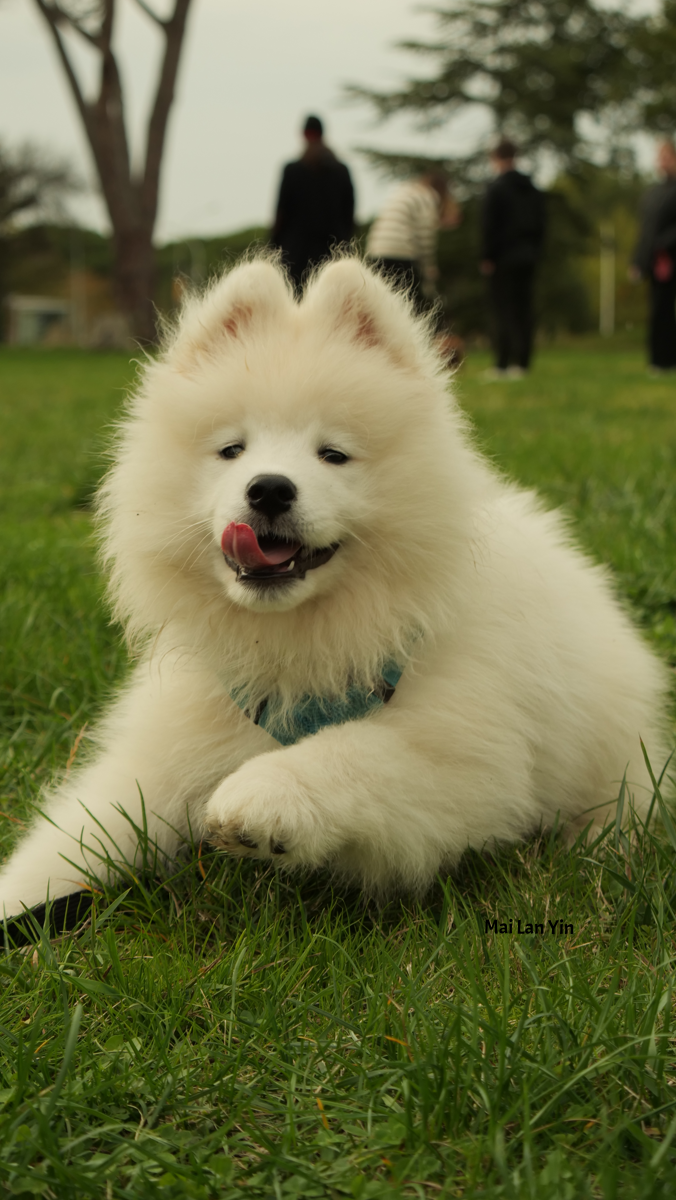 Photo of a Samoyed puppy lying down facing the camera