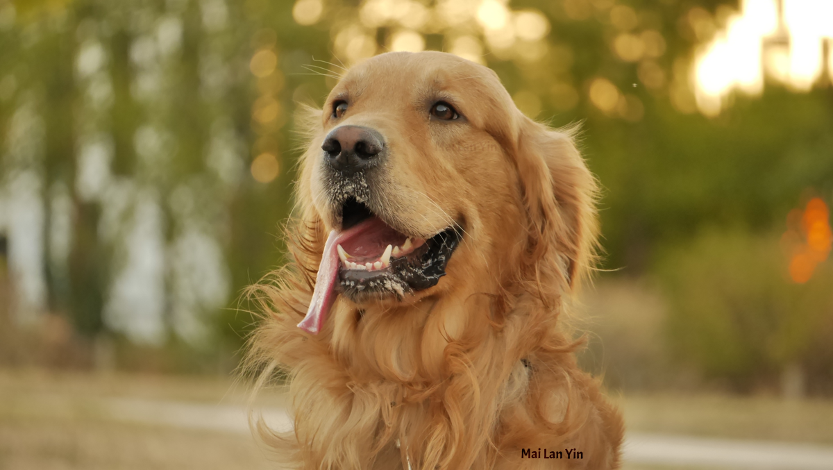 Photo portrait of a Golden Retriever-type dog